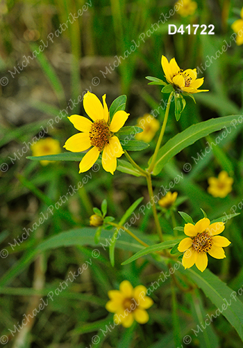 Nodding Beggarticks (Bidens cernua)